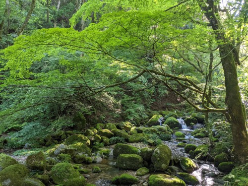 福岡側の沢、源流部はカエデと沢の流れが美しい。