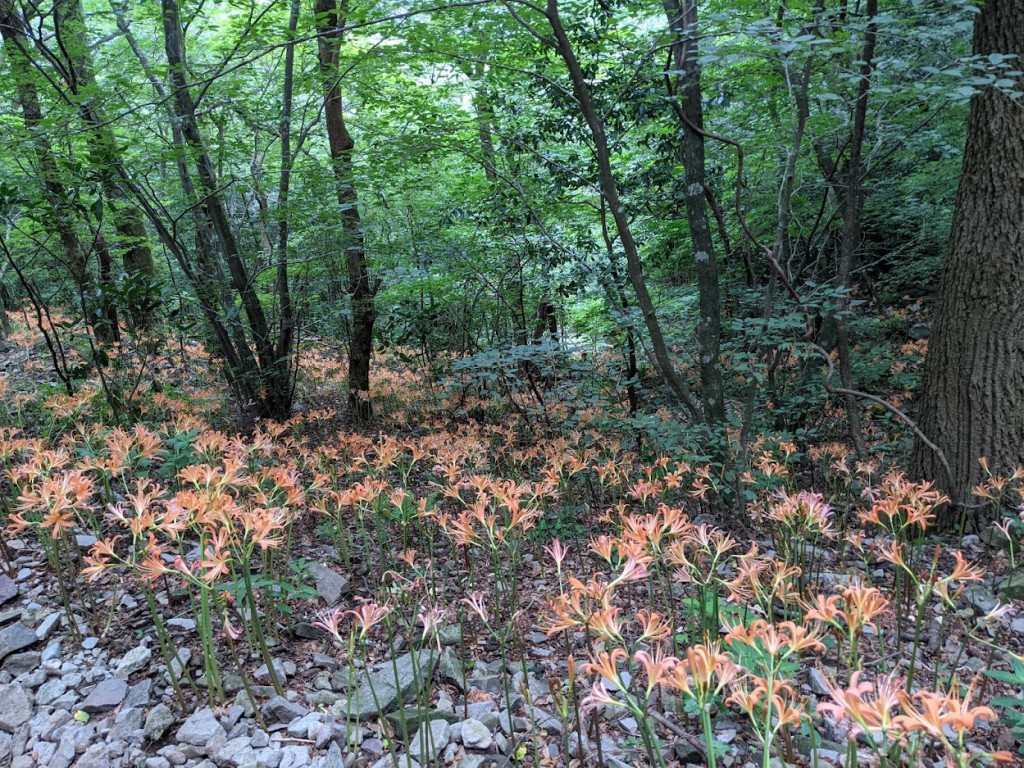 林内を覆いつくすオオキツネノカミソリの群落は圧巻です。