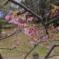 福岡城址には南側に2株ある