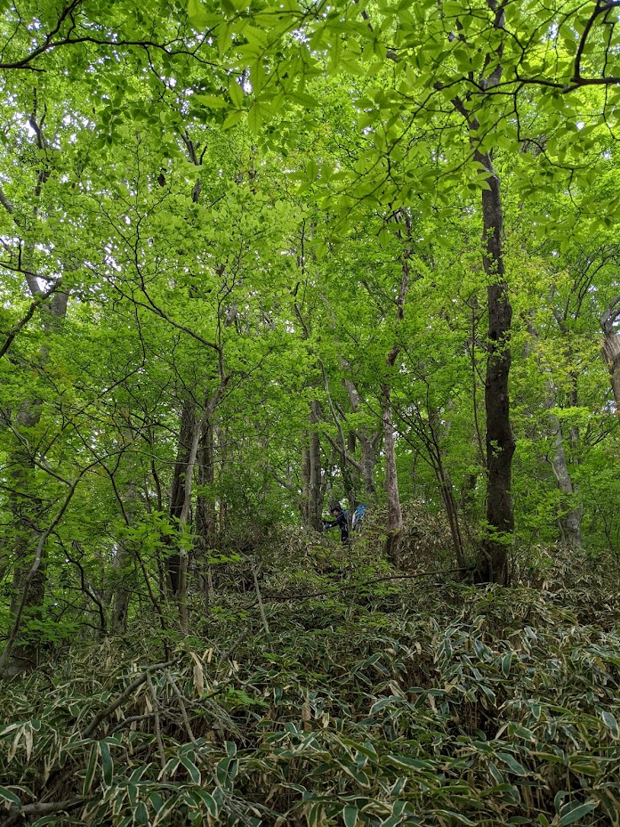 標高800ｍを越えると落葉広葉樹のブナの森が現れる