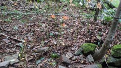 キツネノカミソリはほんの少し開花していました。