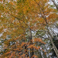 ブナの紅葉・黄葉