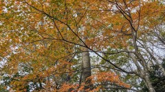 ブナの紅葉・黄葉