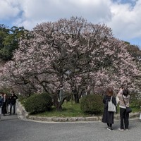 キレイな樹形の梅。梅の花が美しい。