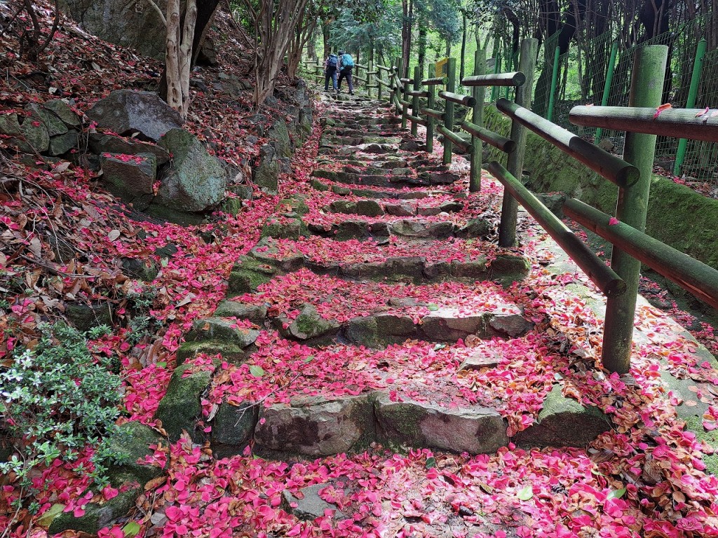 椿の花が落下した登山道