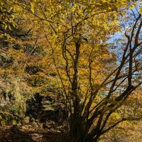 アブラチャン　変わった名前だからすぐに覚える。黄葉は鮮やかでした。
