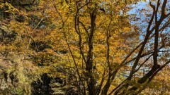 アブラチャン　変わった名前だからすぐに覚える。黄葉は鮮やかでした。