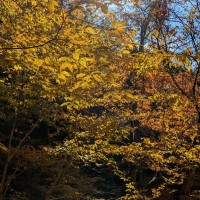 黄葉が鮮やかでした。カエデ属とは思えない葉だけど秋山を彩ります。