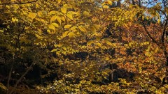 黄葉が鮮やかでした。カエデ属とは思えない葉だけど秋山を彩ります。