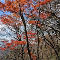 赤く紅葉しているのは小ハウチワカエデだと思う。脊振山山頂付近のブナ林は急斜面に展開する貴重な自然林だ。