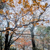 黄葉　緑色の色素が分解され、黄色の色素（カロチノイド）が残った状態が黄葉