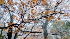 黄葉　緑色の色素が分解され、黄色の色素（カロチノイド）が残った状態が黄葉