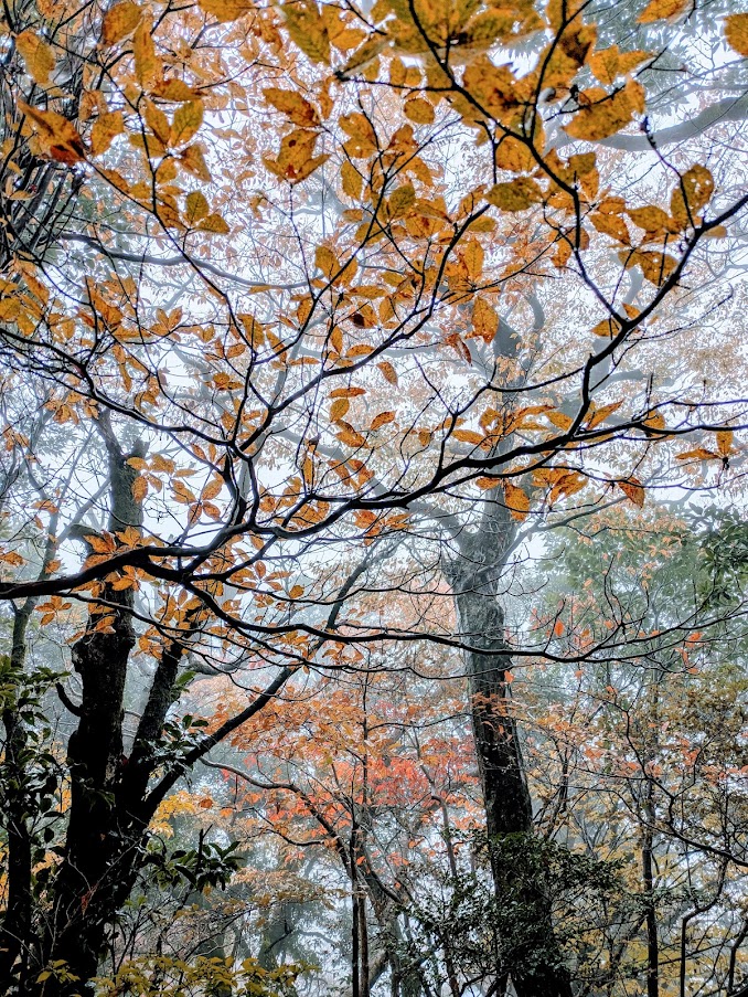 黄葉 緑色の色素が分解され、黄色の色素(カロチノイド)が残った状態が黄葉