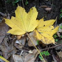 カジカエデの黄葉。森の中でとても目立つ。