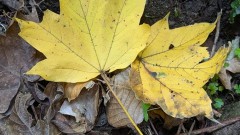 カジカエデの黄葉。森の中でとても目立つ。