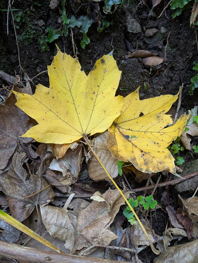 カジカエデの黄葉。森の中でとても目立つ。