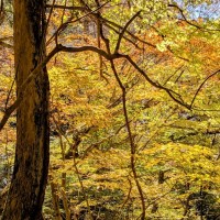 吐く息も黄色に染まりそうでした