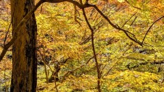 吐く息も黄色に染まりそうでした