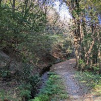 秋の蛤水道、登山道は水路沿いを緩やかに歩く。落水の音が森に響いて心地が良い。