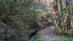 秋の蛤水道、登山道は水路沿いを緩やかに歩く。落水の音が森に響いて心地が良い。