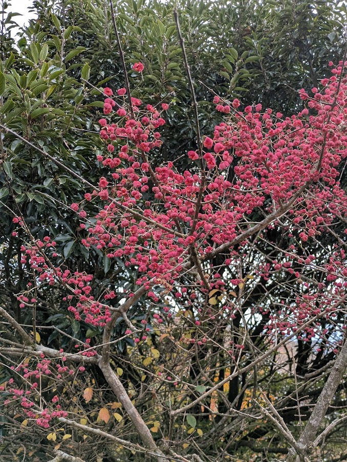 たわわに実ったマユミの実。毒があって食べられない。小動物もそれを知っているのだろう。
