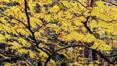 落葉の中低木で、葉が３裂するのが特徴。森の中でよく目立つ