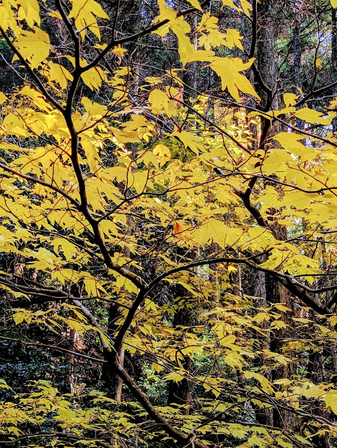 落葉の中低木で、葉が3裂するのが特徴。森の中でよく目立つ