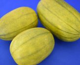 縄文の昔からそして現代も生き残ったマクワウリ（岐阜県農政部農産物流課HPより）