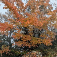 2511010　ウリハダカエデ