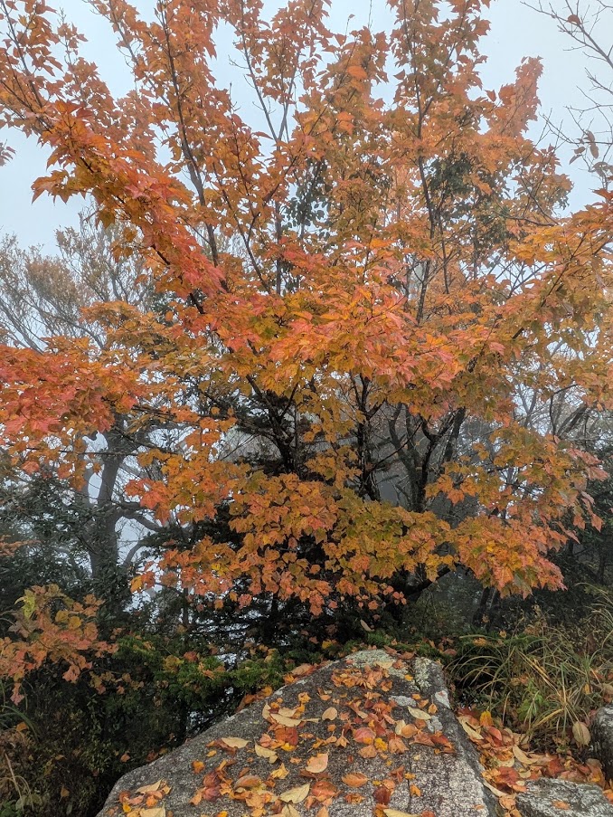 2511010 ウリハダカエデ