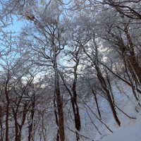 ■今日の一枚：大山のブナの森。西日本最大といわれている。大山はこの森によって守られている。生命感があふれるこの森をいつまでも守っていかなくてはならない。