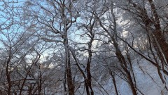 ■今日の一枚：大山のブナの森。西日本最大といわれている。大山はこの森によって守られている。生命感があふれるこの森をいつまでも守っていかなくてはならない。