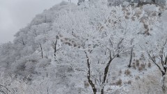 ■今日の一枚：中岳が地下ずくに連れて白銀の世界になっていった。気温は低いのだが寒くはない。霧氷の樹林帯の中は幻想的な雰囲気に包まれる。