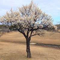 ■今日の一枚：春日公園にて梅が満開でした。この梅、八重咲きのようで花が遠くから目立ちました。まるで春を告げてるようでした。