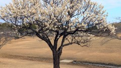 ■今日の一枚：春日公園にて梅が満開でした。この梅、八重咲きのようで花が遠くから目立ちました。まるで春を告げてるようでした。