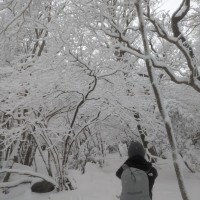 ■今日の一枚：北西尾根は英彦山の中岳に向かって突き上げる尾根で、自然林が良く残されている。バードウォッチングの観察路も有り魅力的な尾根である。