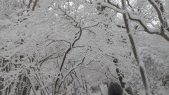 ■今日の一枚：北西尾根は英彦山の中岳に向かって突き上げる尾根で、自然林が良く残されている。バードウォッチングの観察路も有り魅力的な尾根である。