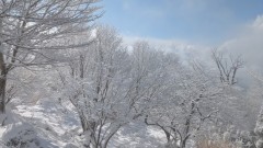 ■今日の一枚：空が開けて光が充満した。霧氷の花は輝きを放って失言してくれた。冬山の醍醐味なのかもしれない。