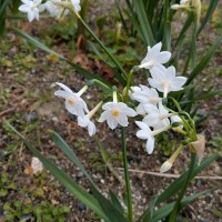 ■今日の一枚:早春の花スイセン、ナルシストの語源になったとか。