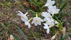 ■今日の一枚：早春の花スイセン、ナルシストの語源になったとか。