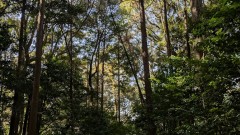 ■今日の一枚：付近の森を歩いたら、野鳥の鳴き声が響いていた。もうすぐ新緑燃える春になるのだろう、と思った。暖かな一日です。