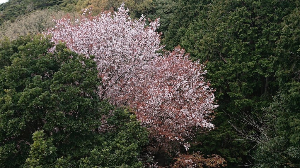 ■今日の一枚：山桜の花。今年も山桜が咲く季節が近づきました。やはり一人山に咲くヤマザクラはソメイヨシノより美しいと思います。