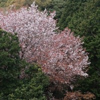 ■今日の一枚：山桜の花。今年も山桜が咲く季節が近づきました。やはり一人山に咲くヤマザクラはソメイヨシノより美しいと思います。