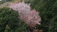 ■今日の一枚：山桜の花。今年も山桜が咲く季節が近づきました。やはり一人山に咲くヤマザクラはソメイヨシノより美しいと思います。