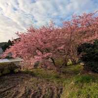 ■今日の一枚：ピンクが強く早咲きのサクラ、おそらくカワズサクラではないかと思う。採銅所の駅から歩いた住宅地に咲いていました。