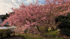 ■今日の一枚：ピンクが強く早咲きのサクラ、おそらくカワズサクラではないかと思う。採銅所の駅から歩いた住宅地に咲いていました。