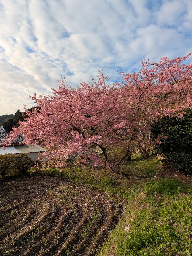■今日の一枚:ピンクが強く早咲きのサクラ、おそらくカワズサクラではないかと思う。採銅所の駅から歩いた住宅地に咲いていました。